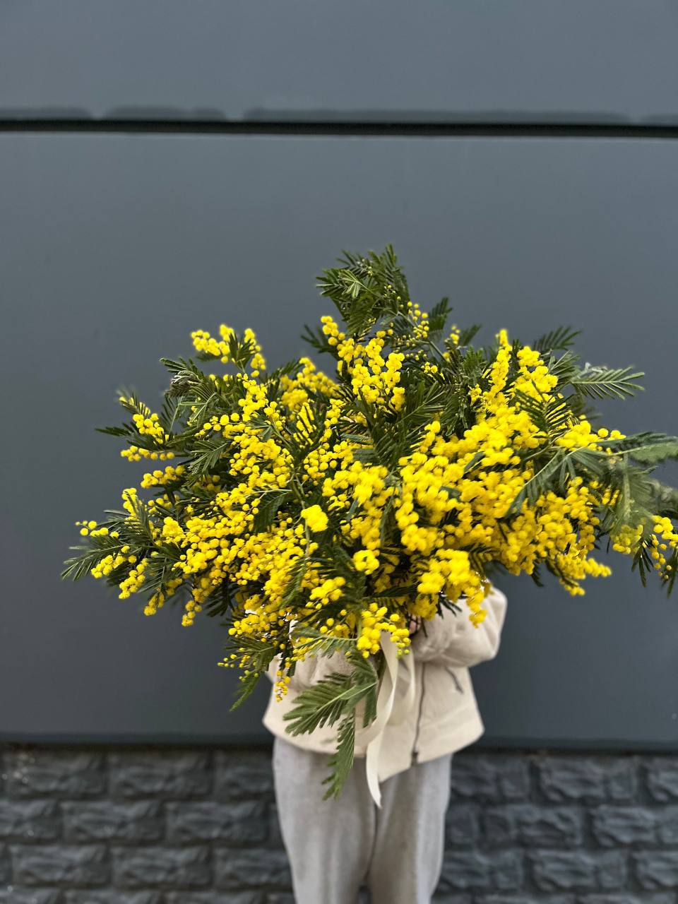 Охопка мимозы в Сочи