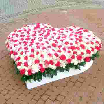 555 роза Heart в Сочи
