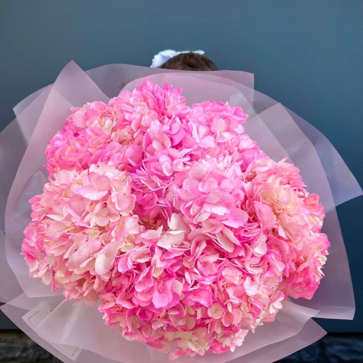 9 ярко розовых гортензий в Сочи