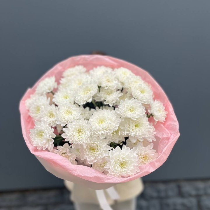  5 хризантем  в Сочи