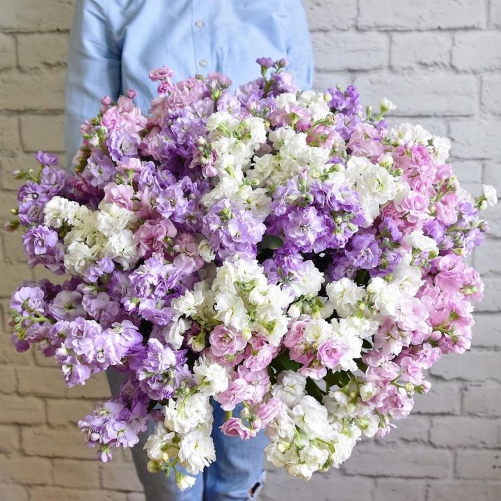 Облако маттиол в Сочи