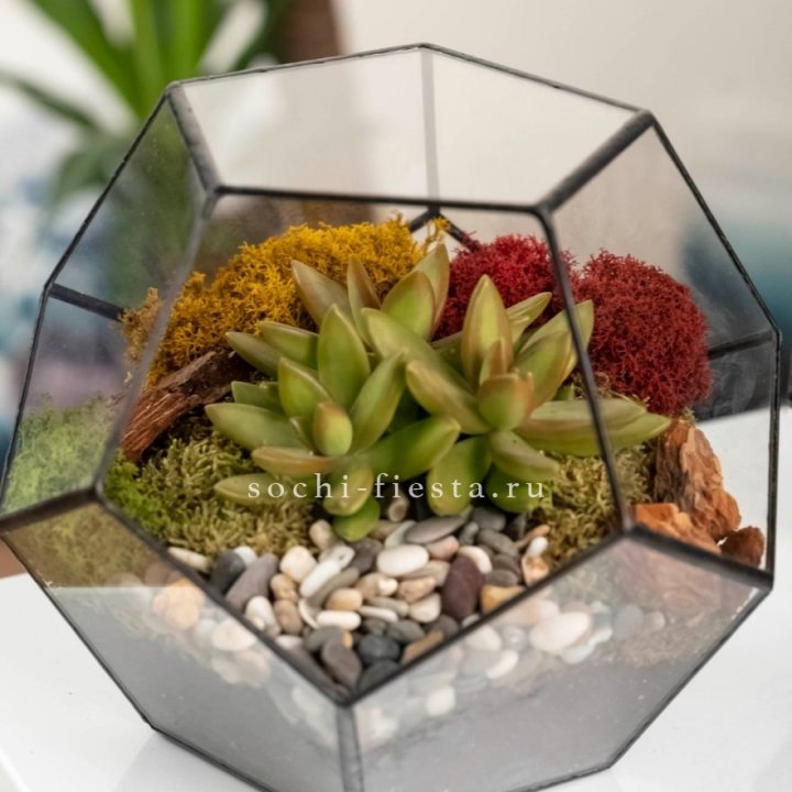 Флорариум “Додекаэдр” с суккулентом Седум в Сочи