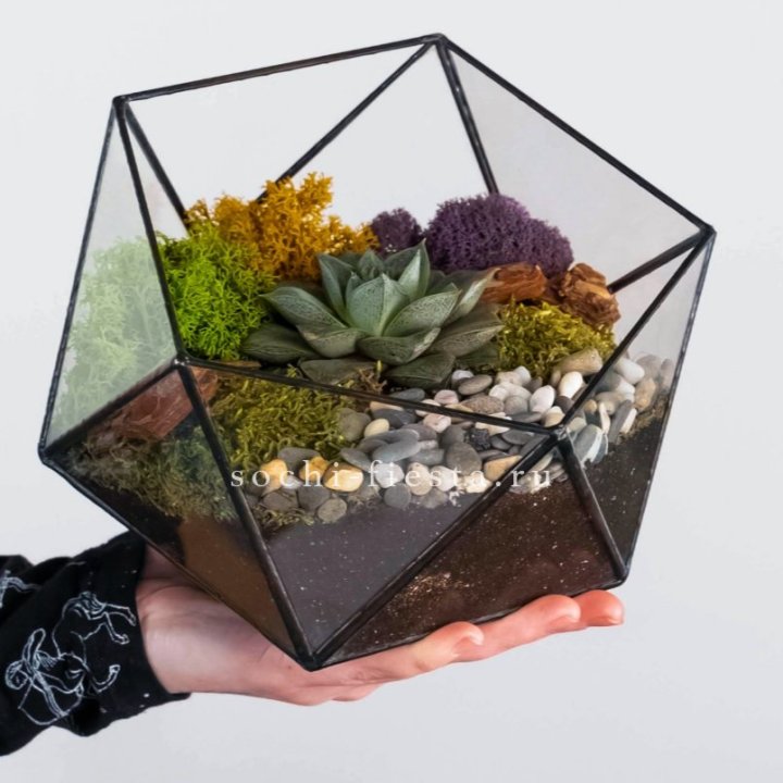 Флорариум “Икосаэдр” с суккулентом Каменная Роза в Сочи