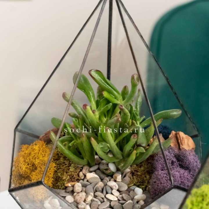 Флорариум “Капля” с суккулентом Крассула Хоббит в Сочи