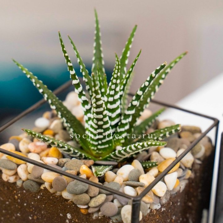 Флорариум Кубик с суккулентом Хавортия в Сочи