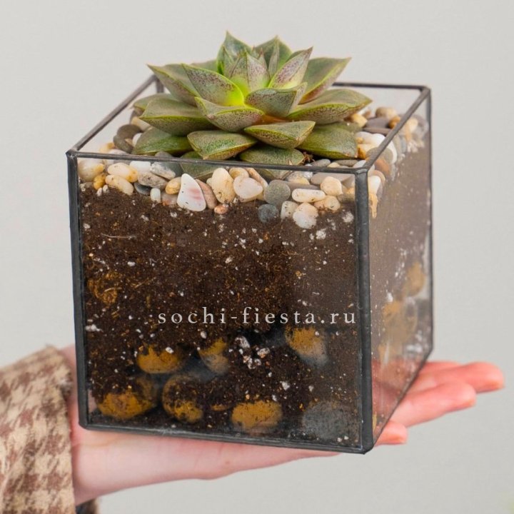 Флорариум Кубик с суккулентом Каменная роза в Сочи