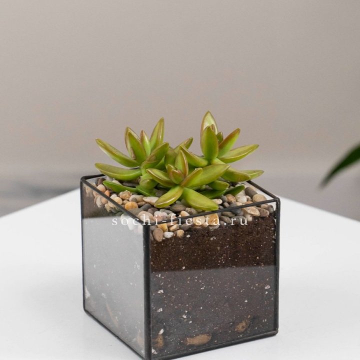 Флорариум Кубик с суккулентом Седум в Сочи