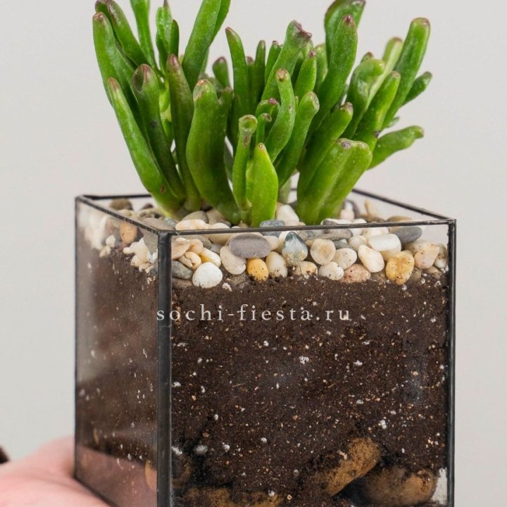 Флорариум Кубик с суккулентом Хоббит в Сочи