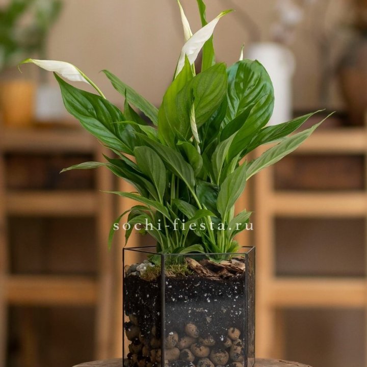 Спатифиллум в кашпо Пятиугольник в Сочи