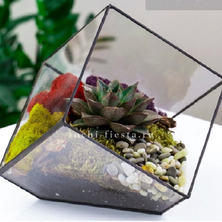 Флорариум Куб усеченный с суккулентом Каменная роза в Сочи