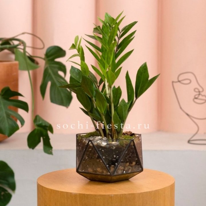 Замиокулькас в кашпо Икосаедр в Сочи