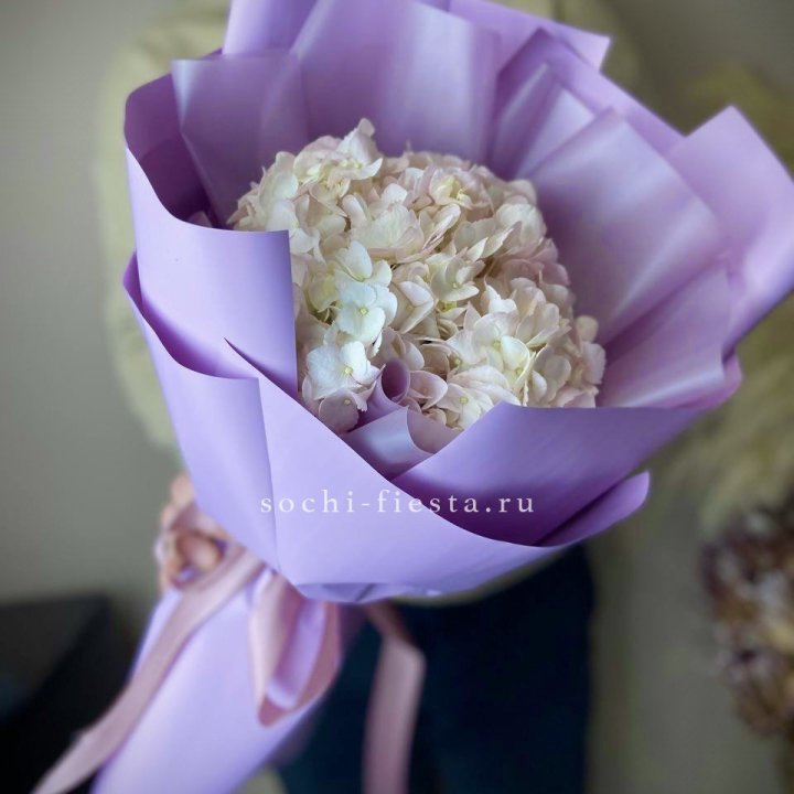 Гортензия розовая в Сочи