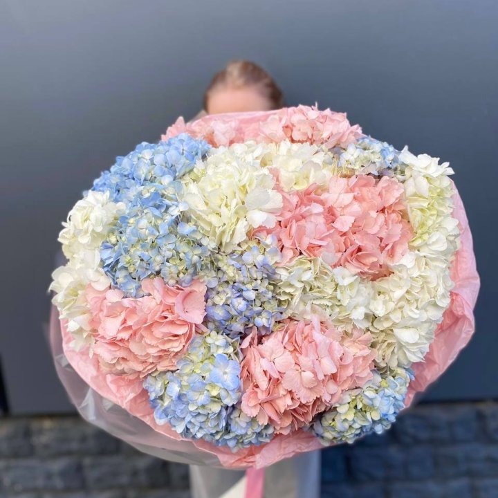 19 гортензий микс в Сочи