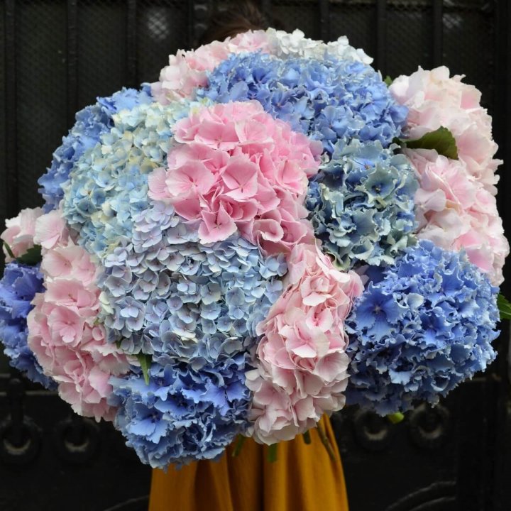 Букет гортензий Fountain в Сочи