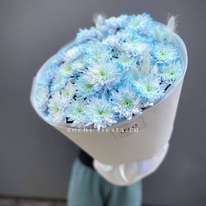  Букет нежно-голубых хризантем  в Сочи