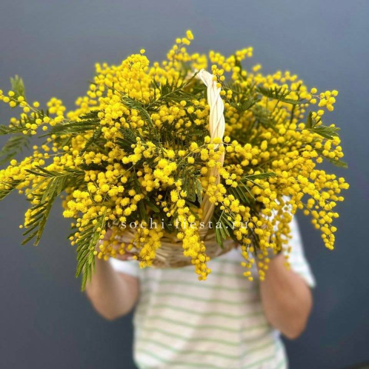 Весенняя корзина мимозы с доставкой в Сочи