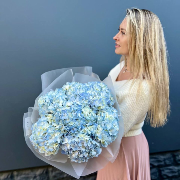 7 голубых гортензий в Сочи