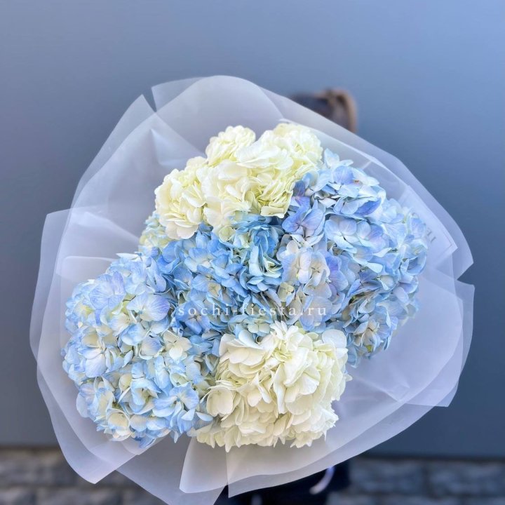 5 бело-голубых гортензий в Сочи