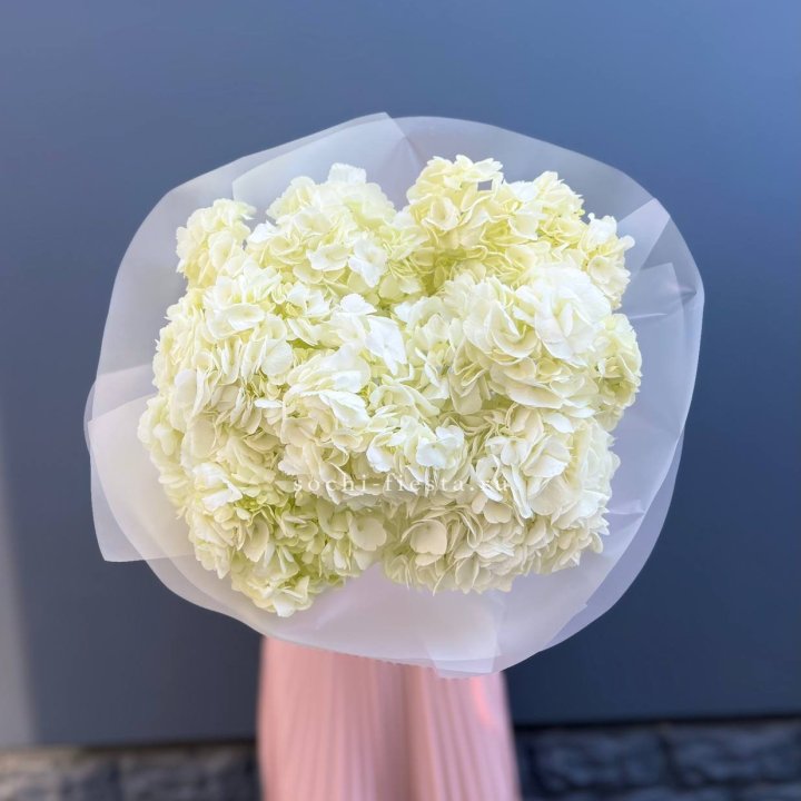 7 белых гортензий в Сочи