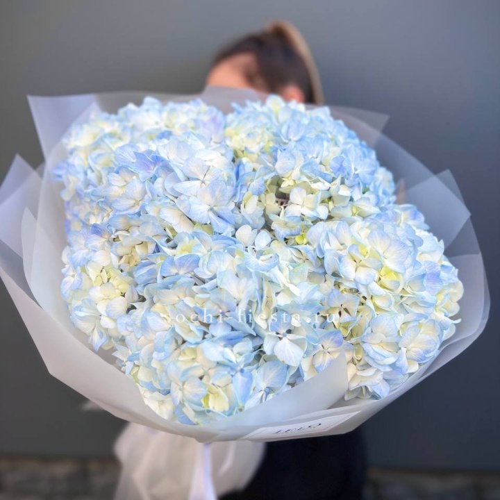 5 голубых гортензий в Сочи