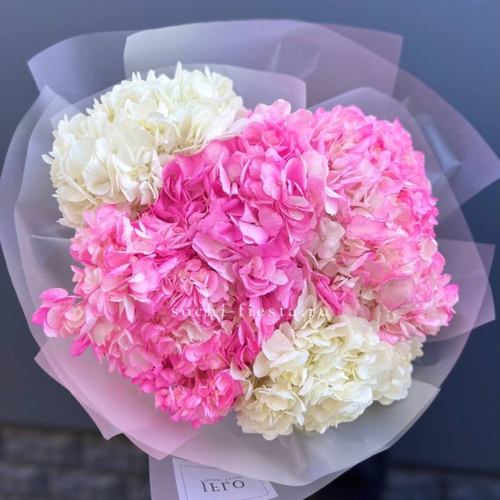 5 бело-розовых гортензий в Сочи