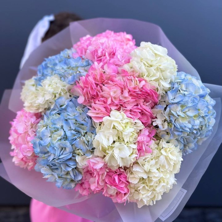 11 гортензий микс в Сочи