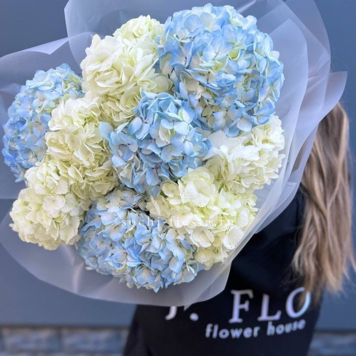 9 бело-голубых гортензий в Сочи