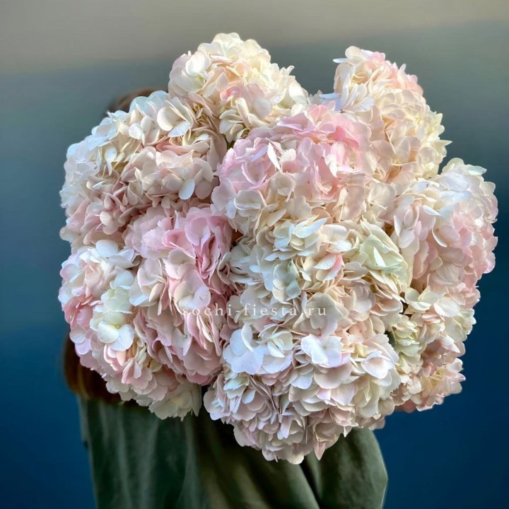 Охапка розовой гортензии в Сочи