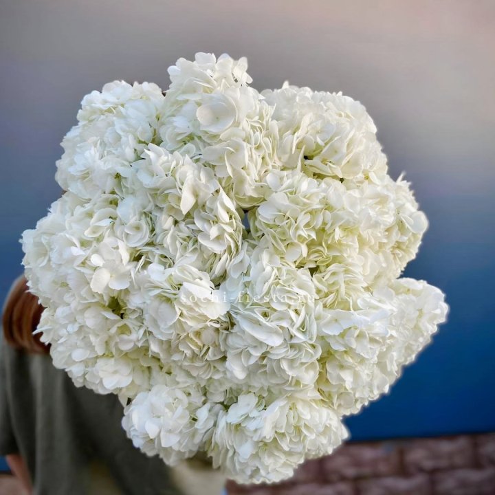 Охапка белой гортензии в Сочи