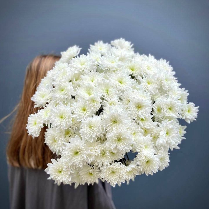 Охапка Хризантемы кустовой в Сочи