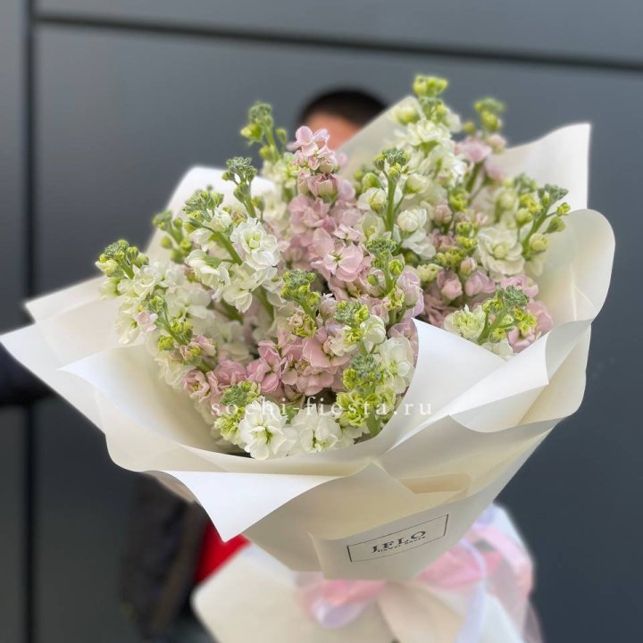 29 маттиол  в Сочи