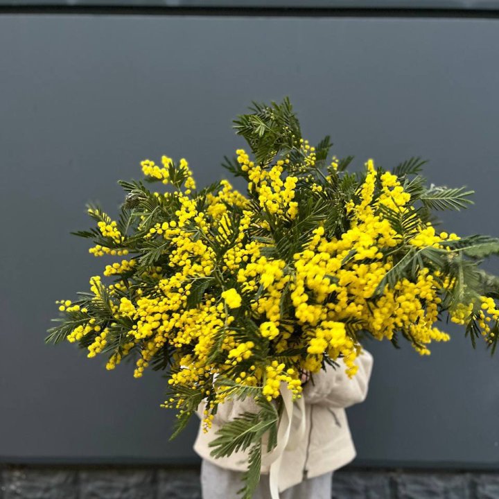 Охопка мимозы в Сочи