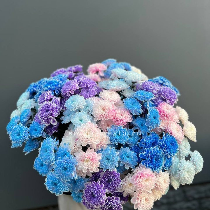 25 цветных хризантем в Сочи