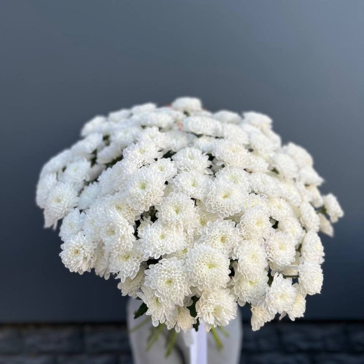  25 хризантем белых в Сочи