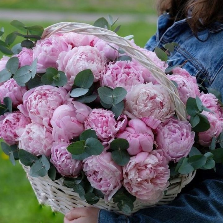 51 пион в корзине в Сочи