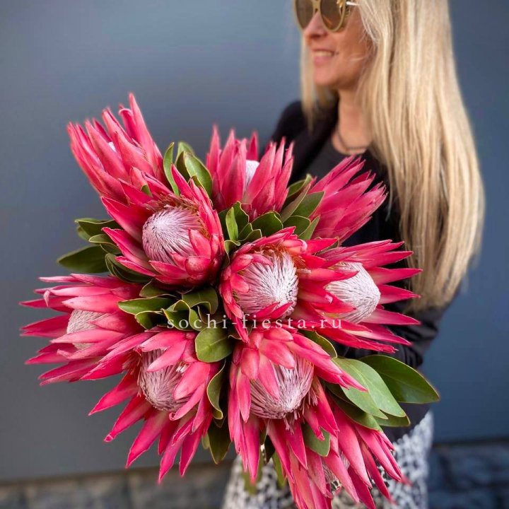 Протея штучно в Сочи