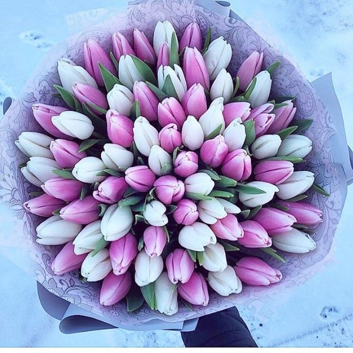 101 тюльпан "Лолипоп" в Сочи