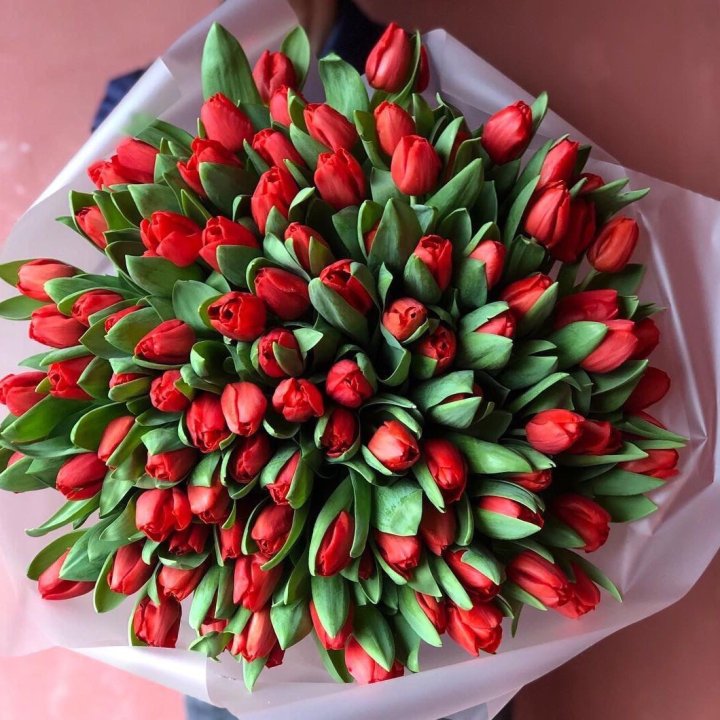 101 красный тюльпан в Сочи